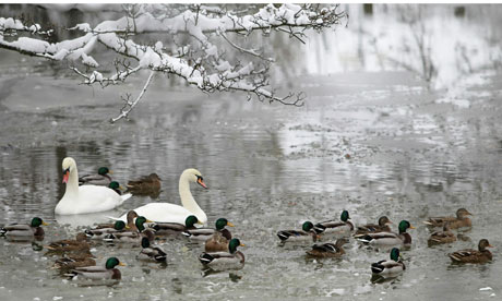 Swans and ducks on a frozen river