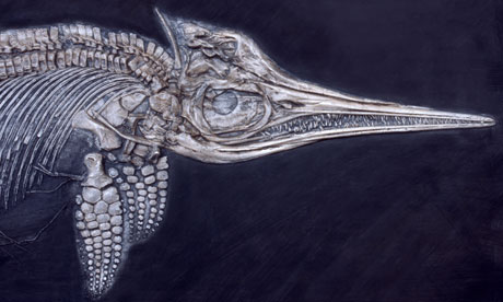 The ichthyosaur, a marine reptile, lived in oceans in the Mesozoic era