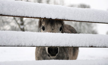A horse is seen through a fence 