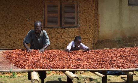 Fermented cocoa beans being turned over while being dried in Ghana