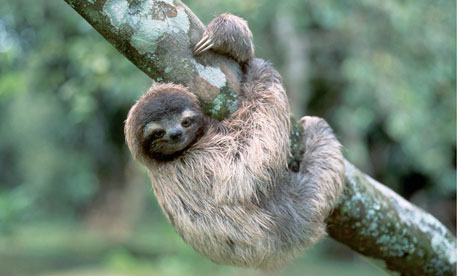 Sloth [1917]