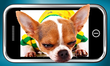 Small Chihuahua Dog Photo On A Mobile Phone