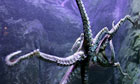 Luiza, a six-month-old octopus