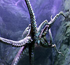 Luiza, a six-month-old octopus