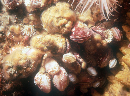 Gallery Antarctic: Brachiopods Liothyrella uva