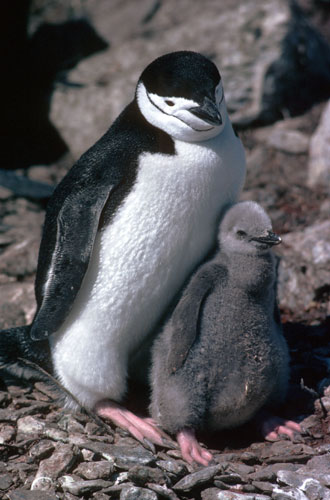 Gallery Antarctic: Chinstrap penguin