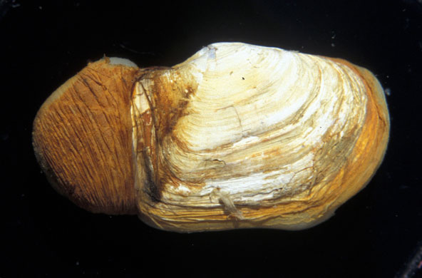 Gallery Antarctic: Clam laternula elliptica