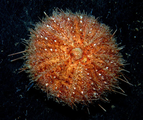 Gallery Antarctic: Common sea urchin sterechinus