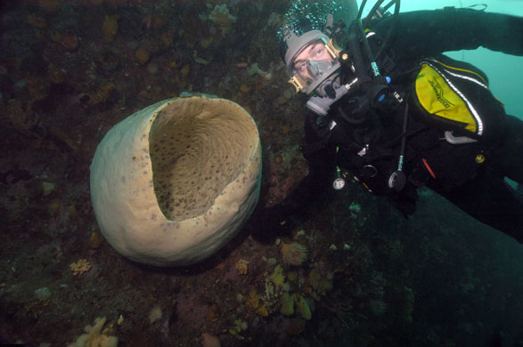 Gallery Antarctic: A diver with a giant sponge