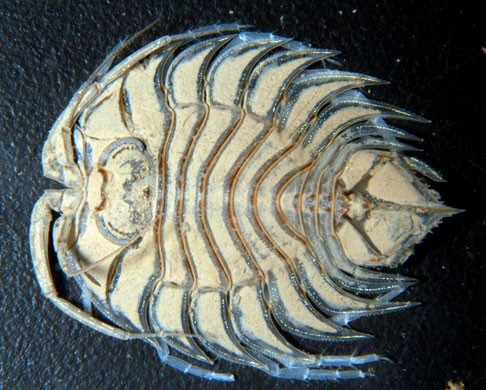 Gallery Antarctic: Isopod ceratoserolis trilobitoides