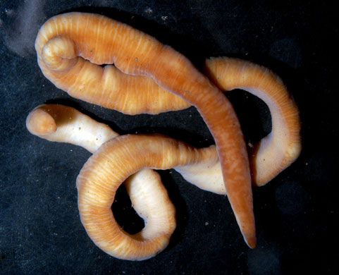 Gallery Antarctic: Nemertean worm Parbolasia corrugatus