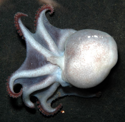 Pictures Of Octopuses. and octopuses Pronounced