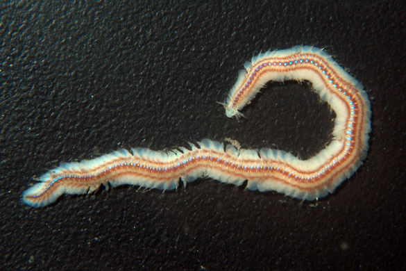 Gallery Antarctic: Phyllodocid polychaete worm