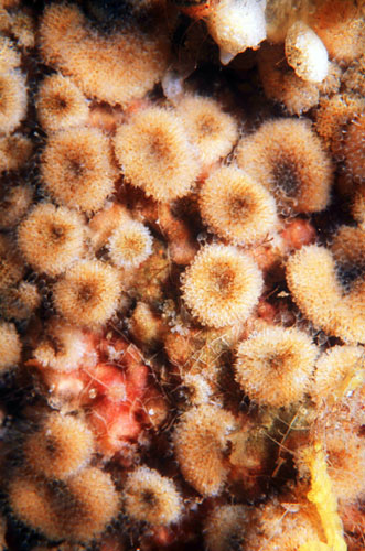 Gallery Antarctic: Sea moss animals (bryozoa) Berecta errecta