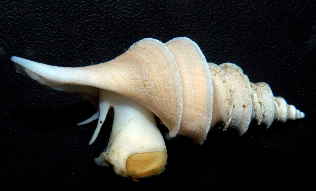 Gallery Antarctic: Sea snail Aforia magnifica