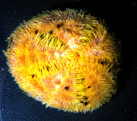 Gallery Antarctic: Sea urchin Abatus
