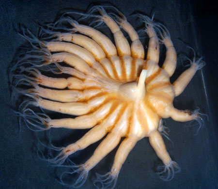 Gallery Antarctic: Soft coral