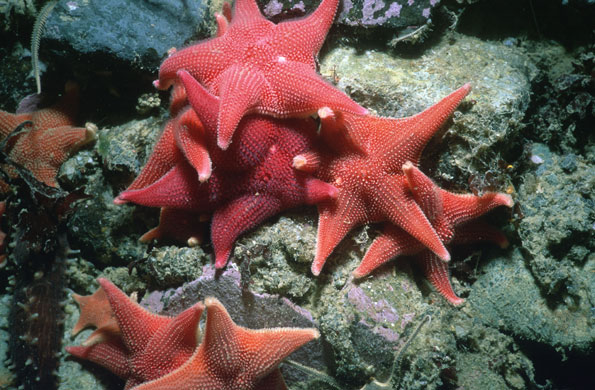 Gallery Antarctic: Starfish