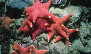 Starfish