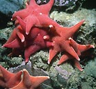Starfish