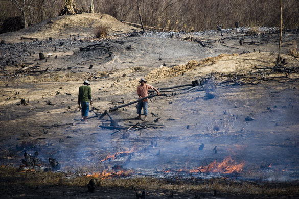 Gallery Brazil: Slash and burn in Brazil's semi arid regions