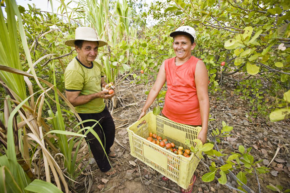 Gallery Brazil: 60 year old ZZˇ de Antonia and his daughter-in-law harvesting cashew nuts