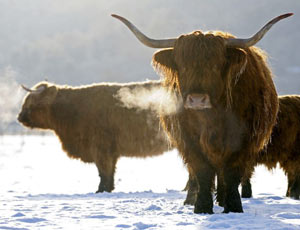Highland cattle in a snow covered field near Pitlochry