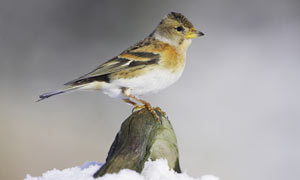 A brambling