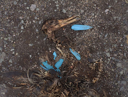 Albatross chicks: babies fed toxic plastic by parents
