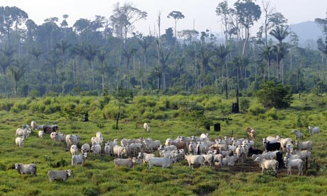 COP15 REDD Rainforest or rain forest Jamanxim National Forest, state of Para, northern Brazil