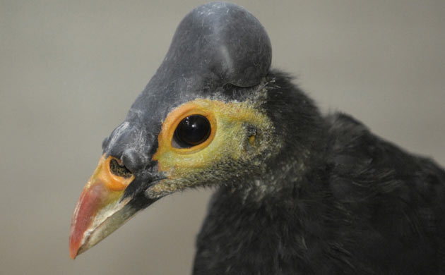 Bizarre wildlife Maleo, that can only be found on Sulawesi island in eastern Indonesia