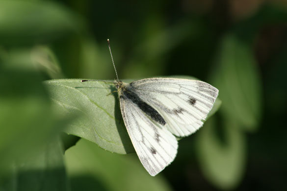 Butterfly spotting: green-veined white