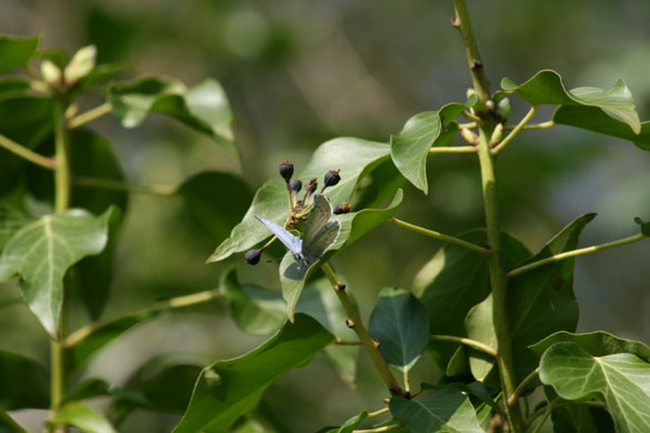 Butterfly spotting: spring butterfly