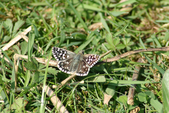 Butterfly spotting: grizzled skipper