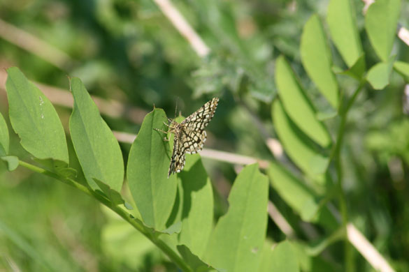 Butterfly spotting: moth