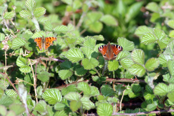 Butterfly spotting: peacock and comma