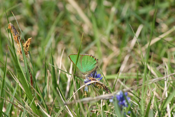 Butterfly spotting: green hairstreak