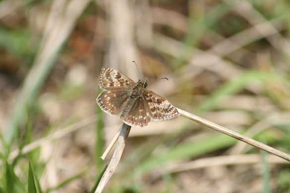 Butterfly spotting: dingy skipper
