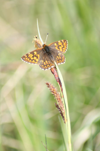 Butterfly spotting: duke of burgundy
