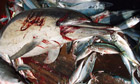 Marine ecosystems at risk from pollution