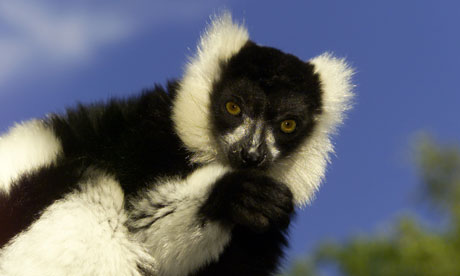 bush baby lemur. A tiny ushbaby with