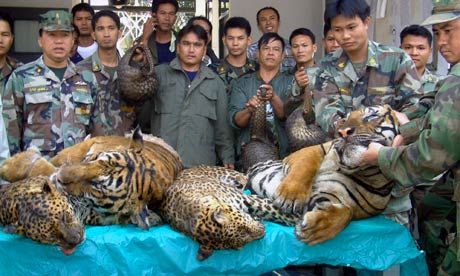 dead-tigers-and-leopards--006.jpg