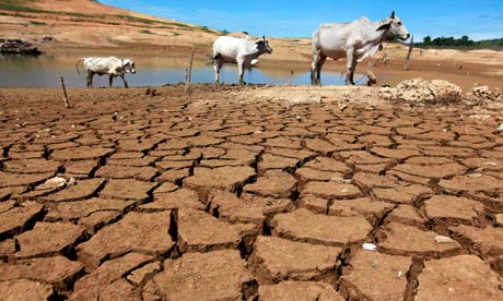 drought : Cows are seen at the dried-up Sirikit dam in Thailand's Uttaradit province