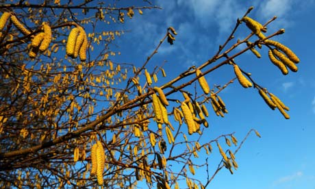 Week in wildlifeSigns of spring, catkins on a tree branch
