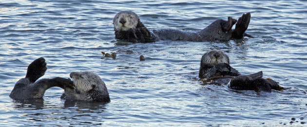 week in wildlife : sea otter