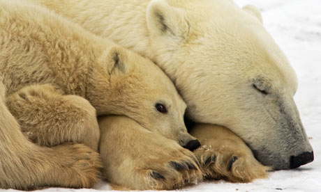 A mother Polar Bear with her cub outside Churchill, Mantioba, Canada