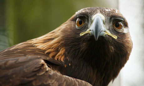 golden eagle bird. Golden Eagle on Mull,
