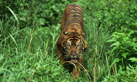 Poaching tigers : Sumatran Tiger in Tall Grass