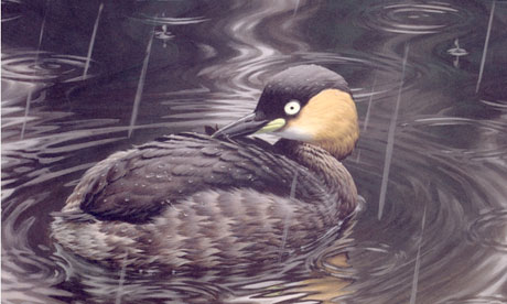 Critically endangered birds species : The Alaotra grebe, Madagascar