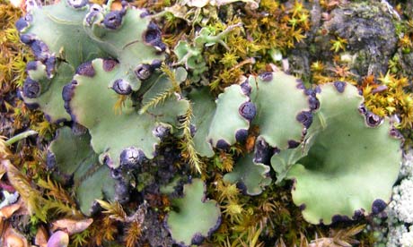 Peltigera venosa, a fan-shaped lichen | Environment | guardian. Peltigera venosa, a fan-shaped lichen | Environment | guardian.